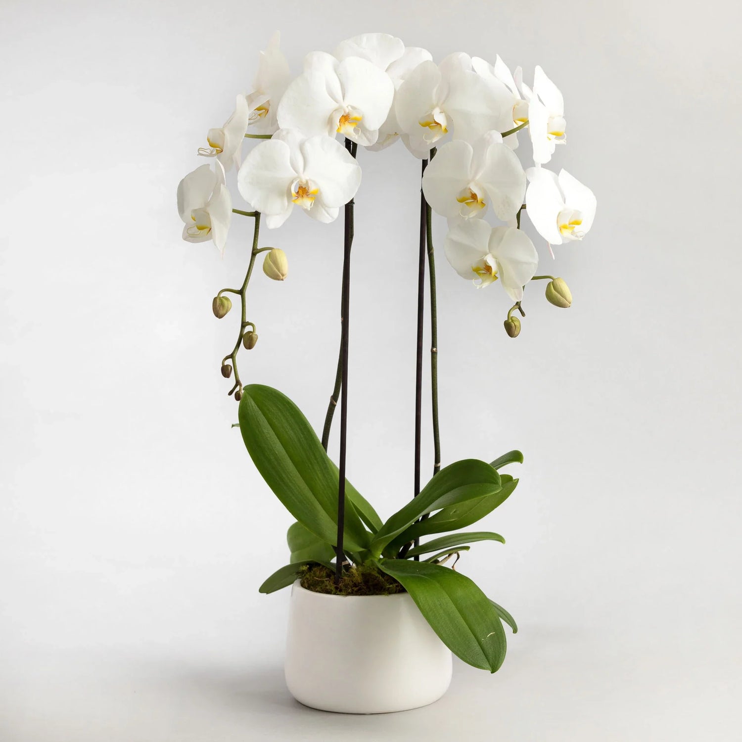 A potted plant of white phalaenopsis orchids in a white ceramic pot.
