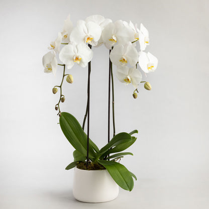 Phalaenopsis Orchid plants