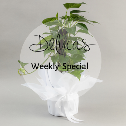 Weekly Special | Plants