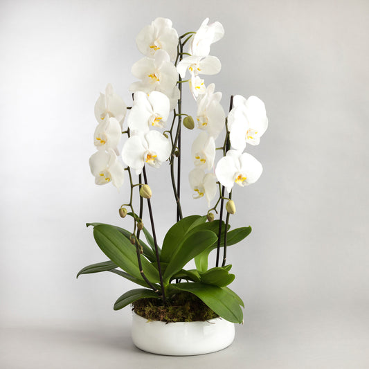 Phalaenopsis Orchid plants