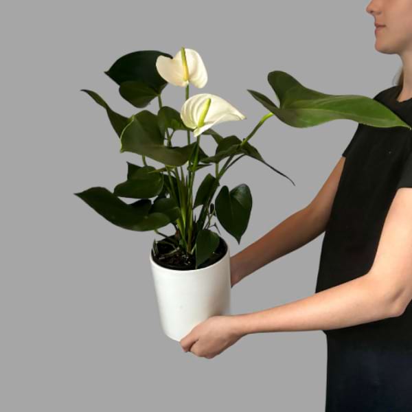 Anthirium Plant In Ceramic Pot