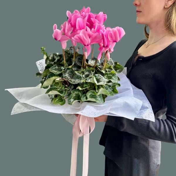 Pink Cyclamen