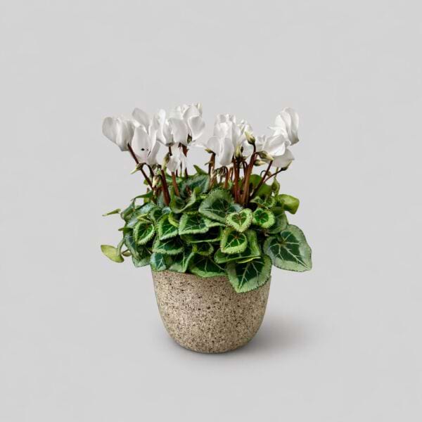 Mini Cyclamen 