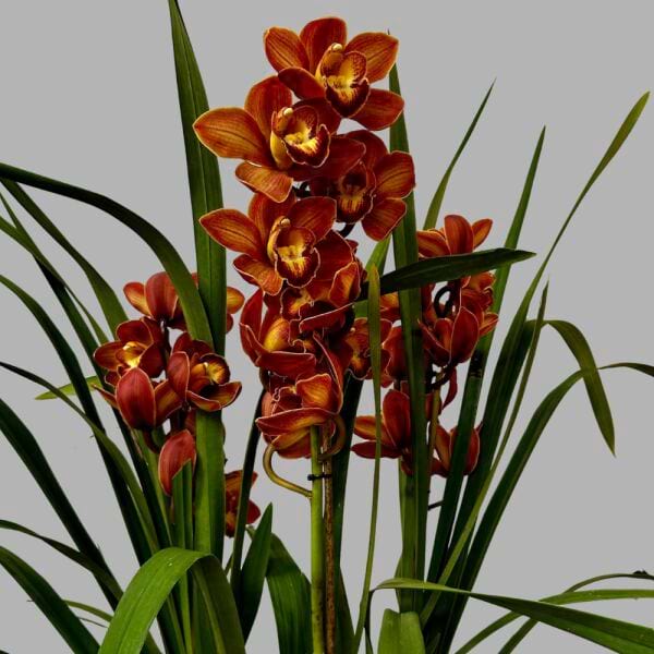 Bronze Cymbidium