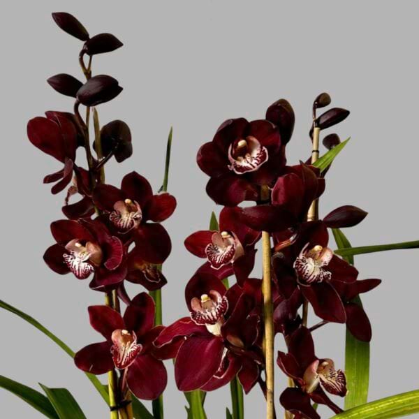 Cymbidium 