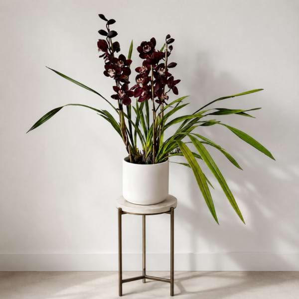 Burgundy Cymbidium Orchid in a ceramic pot