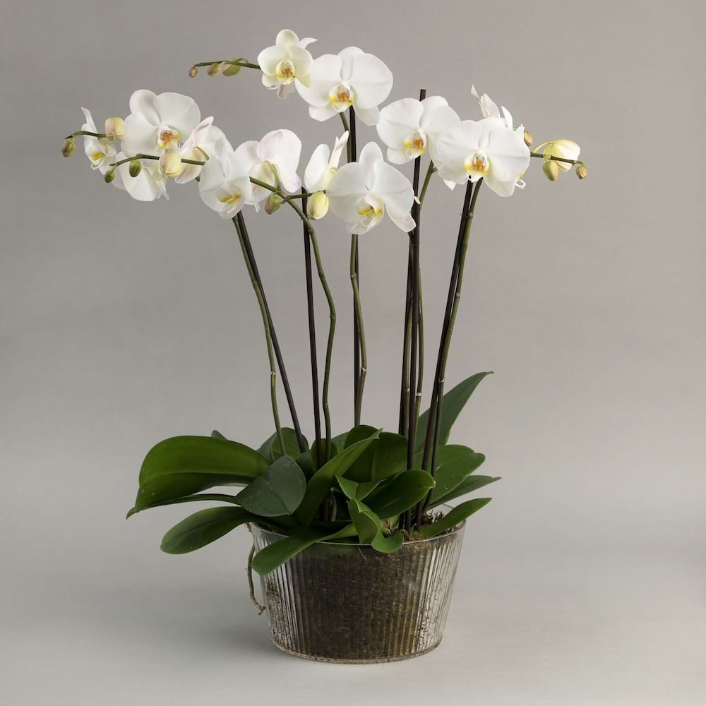 A multi-stemmed white Phalaenopsis orchid arrangement in a textured glass bowl, featuring lush green leaves and delicate blooms.