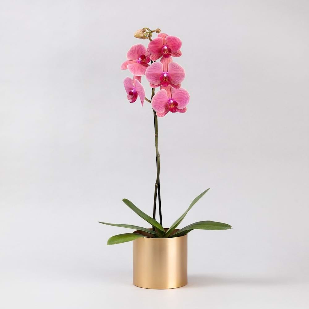 Single pink Phalaenopsis orchid plant