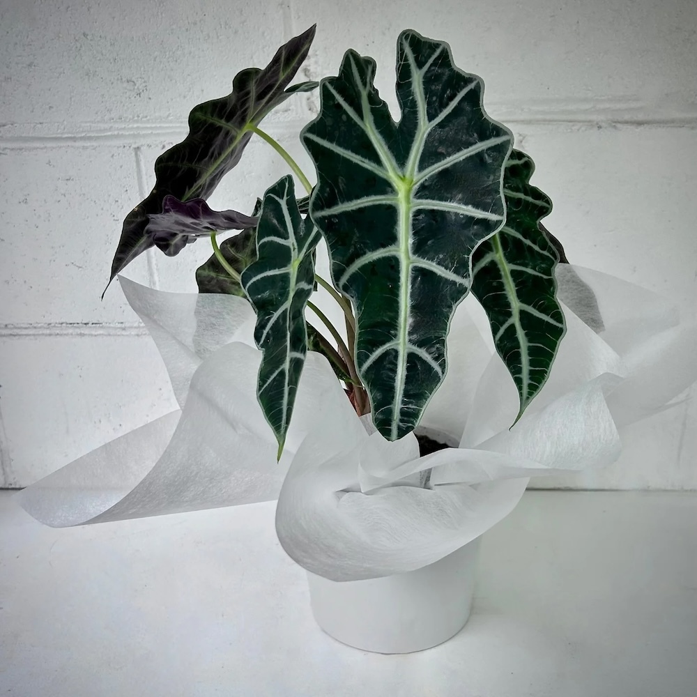 Weekly Special | Plants