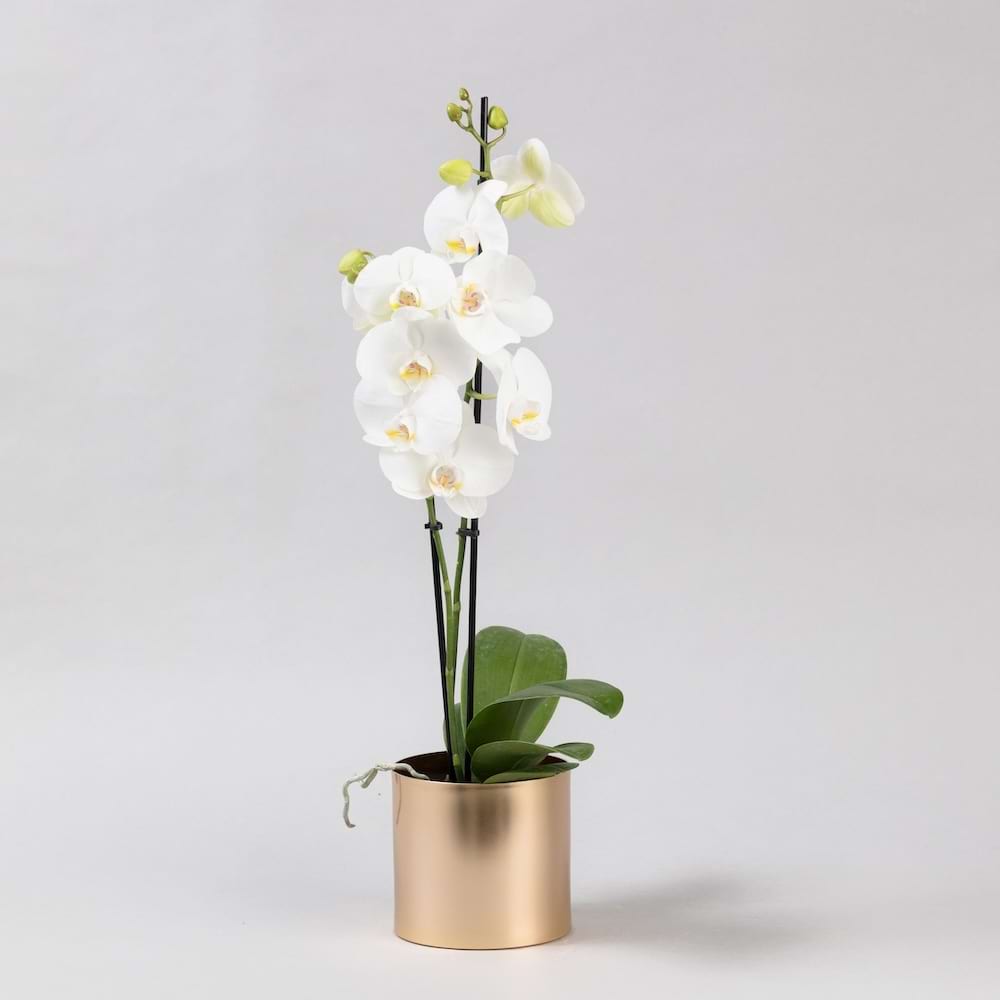 A single stemmed white Phalaenopsis orchid plant with multiple blooms, in a sleek gold pot. 