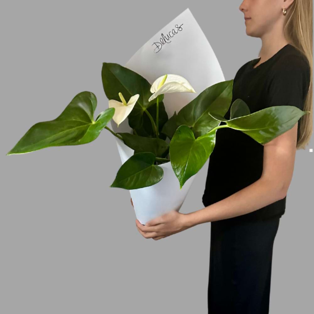 Gift-wrapped white Anthurium plant with glossy green leaves and elegant white blooms, presented in stylish white paper wrapping.